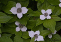 Cornus canadensis